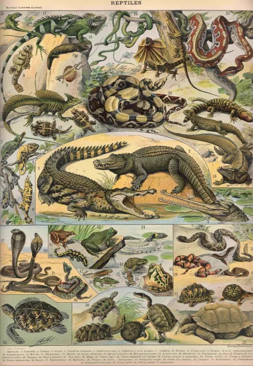 Illustration du Nouveau Larousse Illustré : Reptiles, 1897-1904