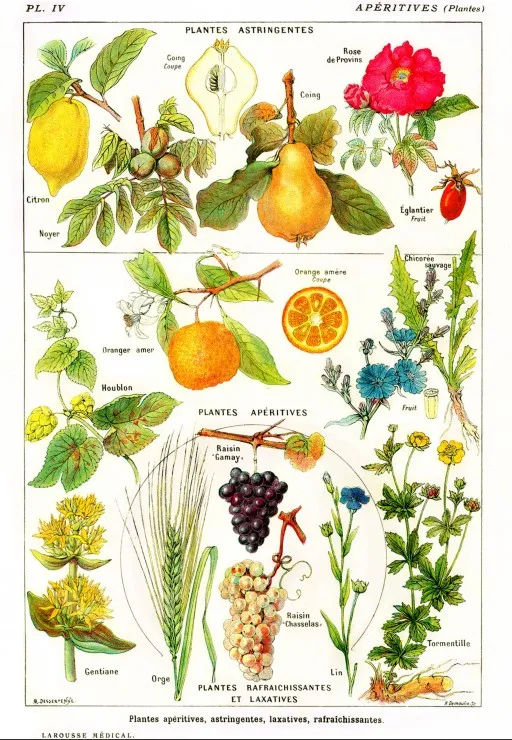 Illustration du Larousse Medical Illustré : Plantes Astringentes et Apéritives, 1912