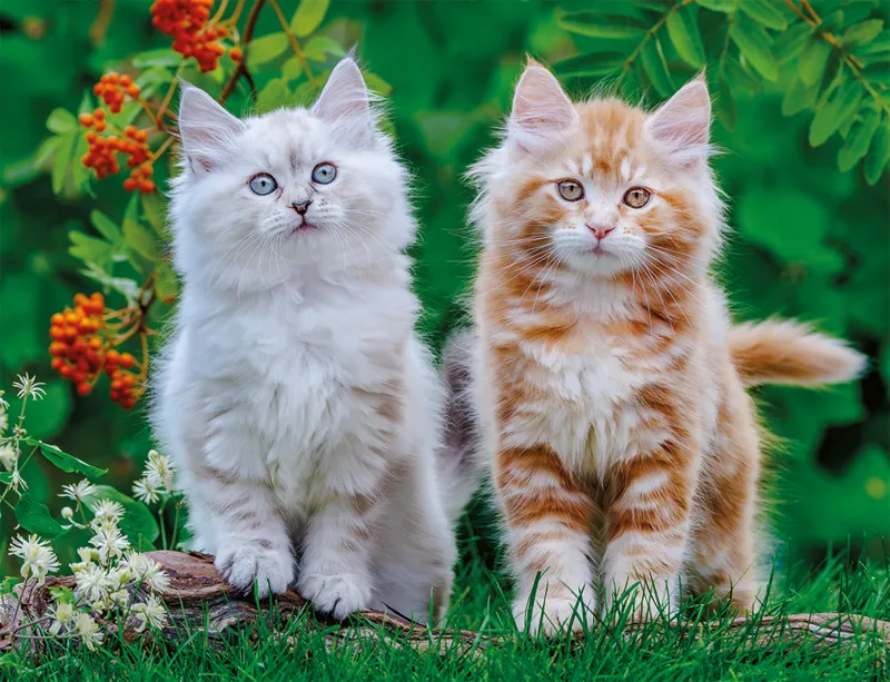 Chatons Sibériens