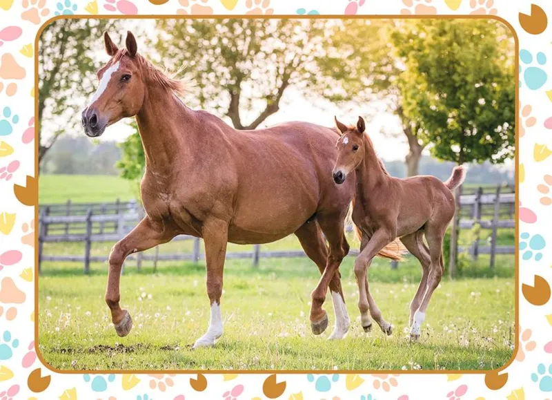 Maman et Bébé Cheval