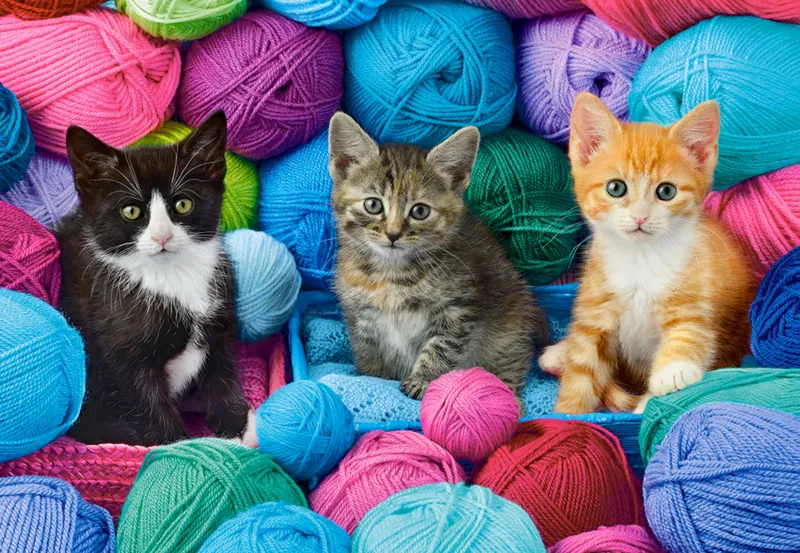Chatons dans un Magasin de Laine