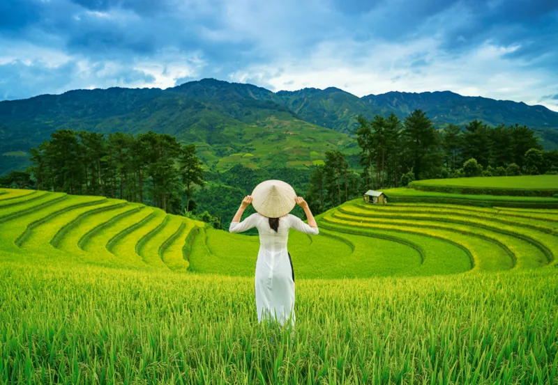 Rizières au Vietnam