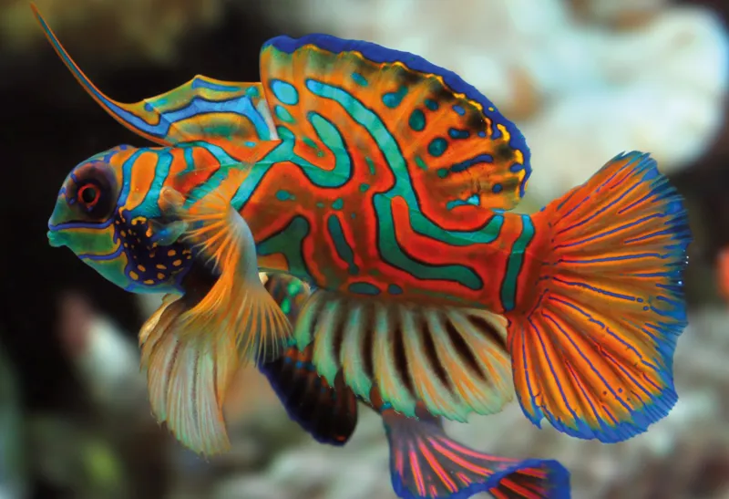 Nature Colorée - Mandarinfish