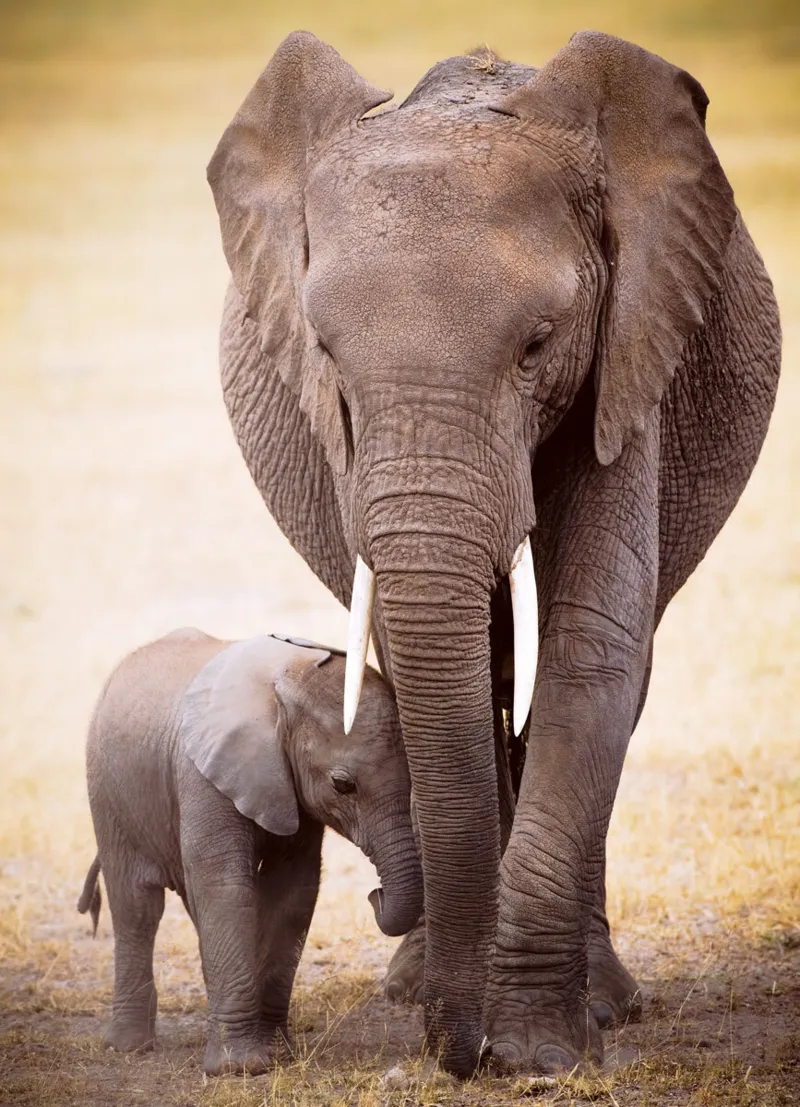 L'éléphant et l'éléphanteau