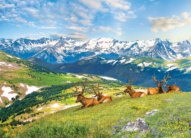 Les Élans à la Montagne
