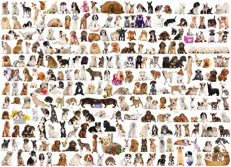 Eurographics Unisex Unicolour Puzzle Un Monde De Chien - 1000 Pièces
