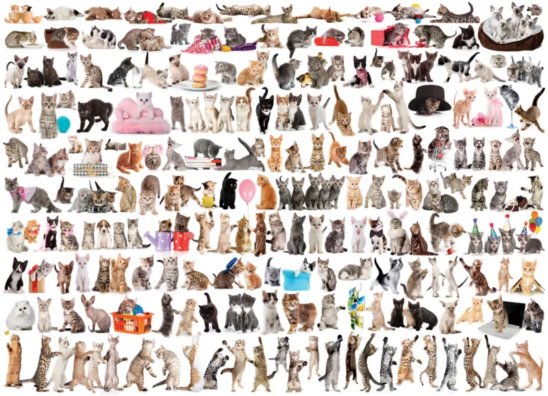 Eurographics Unisex Unicolour Puzzle Un Monde De Chats - 1000 Pièces