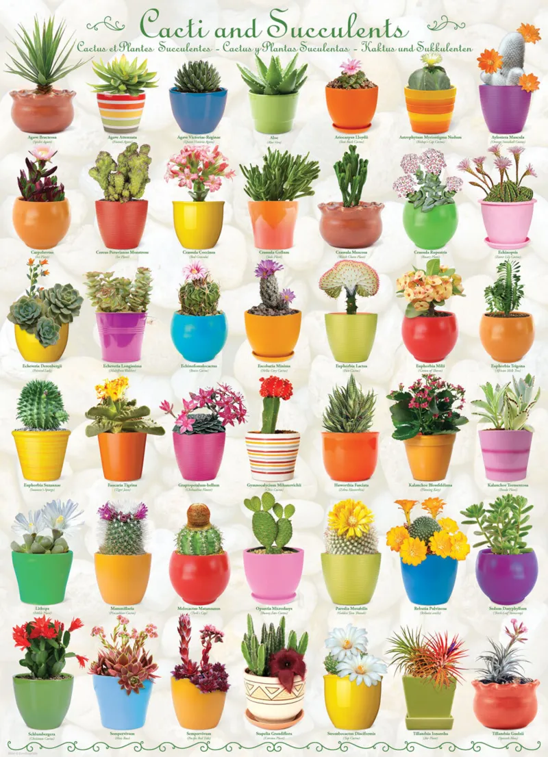 Non Communiqué Puzzle 1000 Pièces : Cactus Eurographics - Image 4