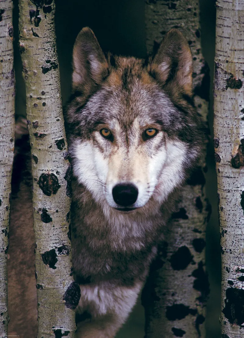 Eurographics Unisex Unicolour Puzzle Loup Gris - 1000 Pièces