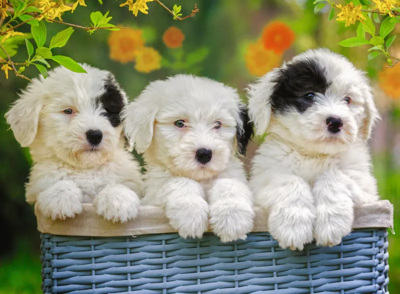 Pièces XXL - Chiots en Peluche