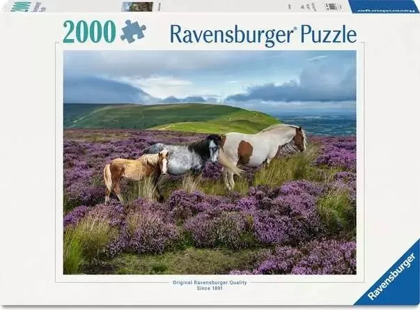 Chevaux Sauvages Dans La Lande