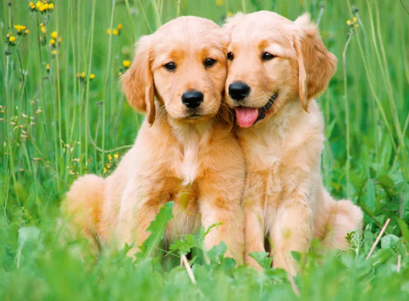 Les Frères Golden Retriever