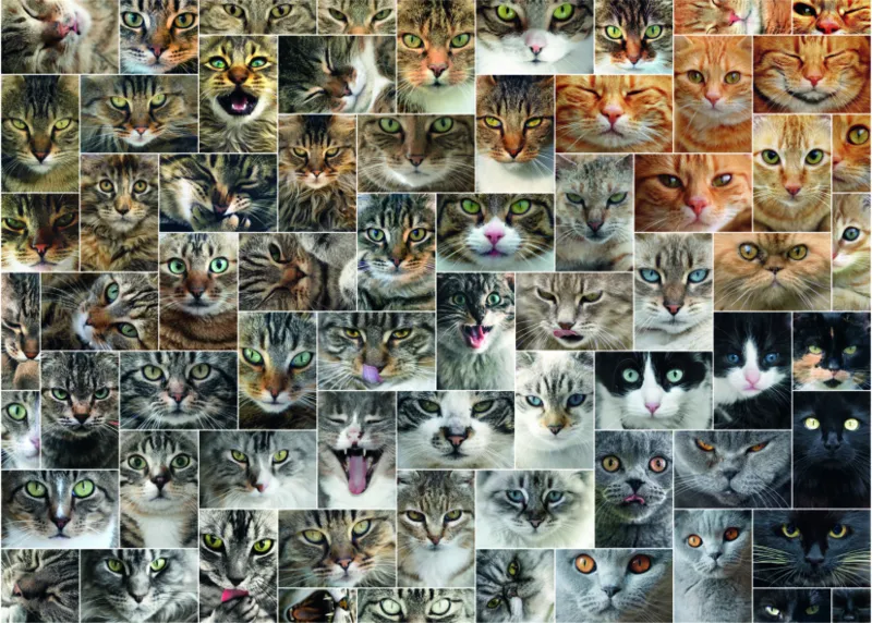 Collage - Chats
