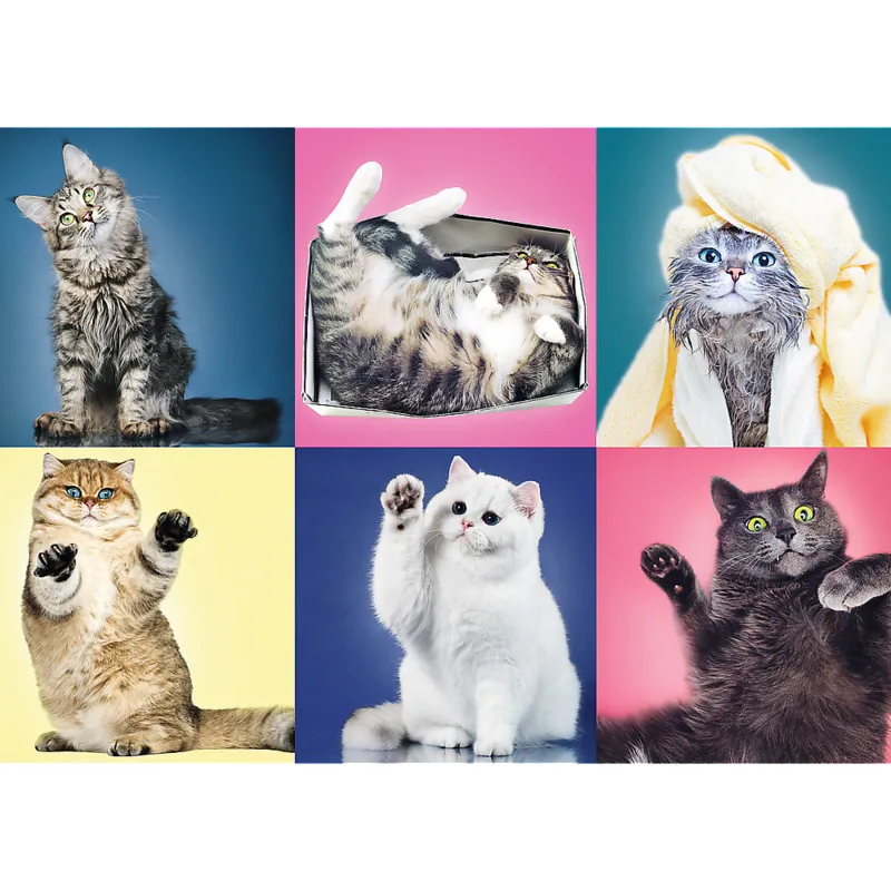 Chatons