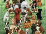 Family - Chiots