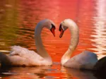 Cygnes