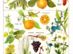 Illustration du Larousse Medical Illustré : Plantes Astringentes et Apéritives, 1912