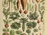 Illustration du Larousse pour Tous : Légumes et Plantes Potagères, XIXè Siècle
