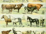 Illustration du Nouveau Larousse Illustré : Mammifères, XIXè Siècle