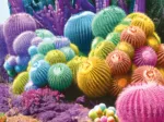 Arc-en-Ciel de Cactus