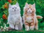 Chatons Sibériens
