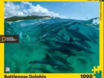 Bottlenose Dolphins