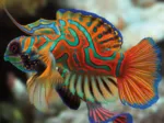 Nature Colorée - Mandarinfish
