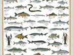 Poissons d'eau douce