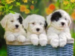 Pièces XXL - Chiots en Peluche