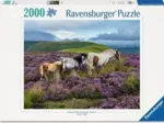Chevaux Sauvages Dans La Lande