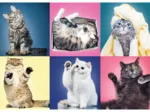 Chatons