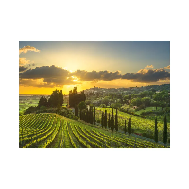Puzzle XL - Vignoble Maremma