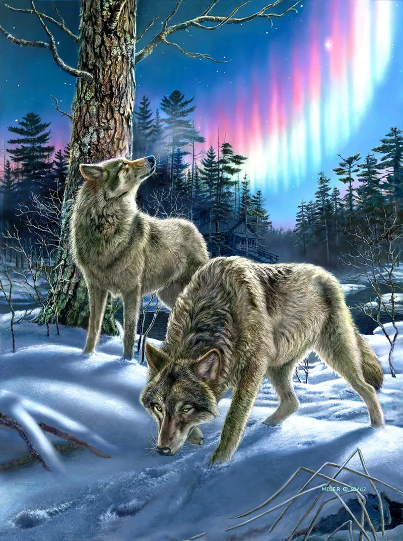 Loups sous l'Aurore