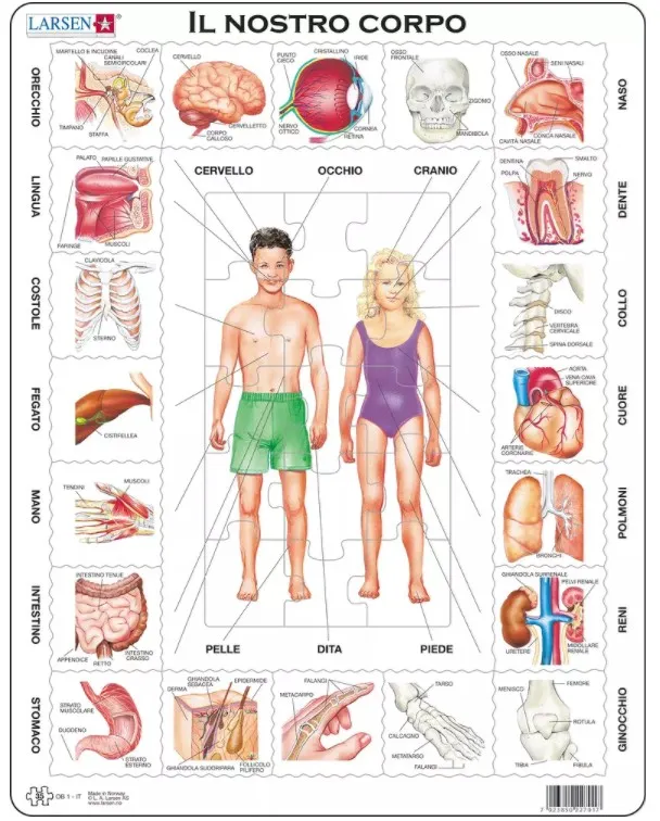 Puzzle Cadre - Il Nostro Corpo (en italien)