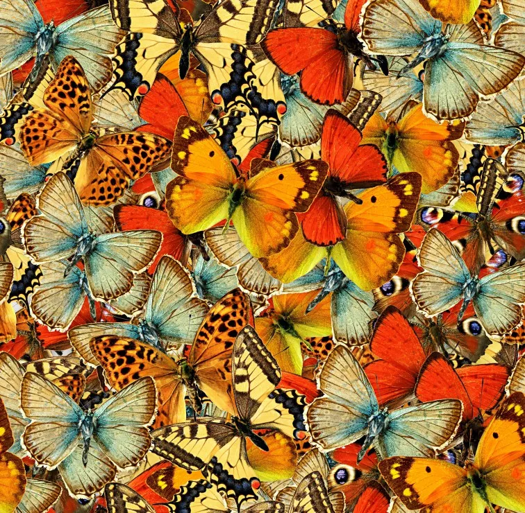 Nuée de Papillons