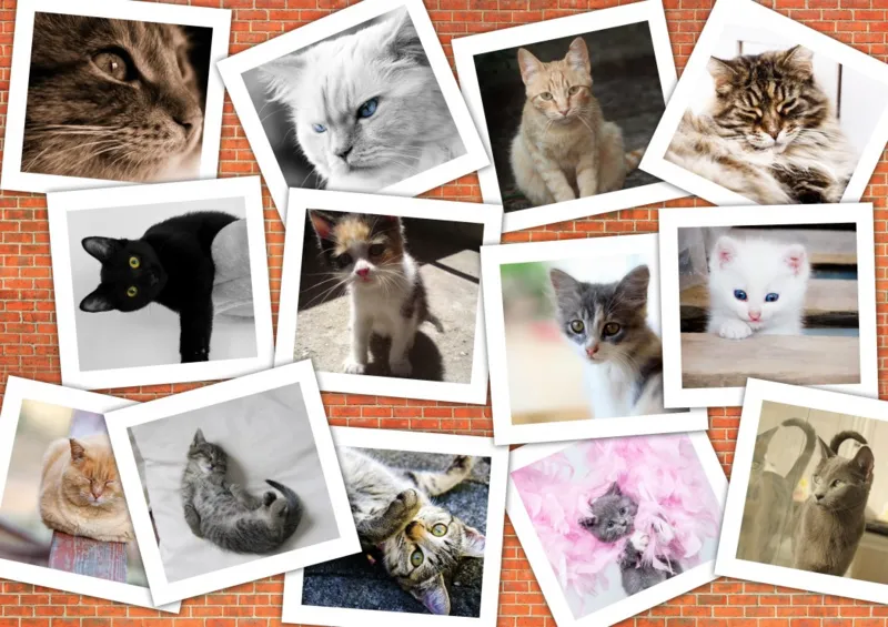 Chats