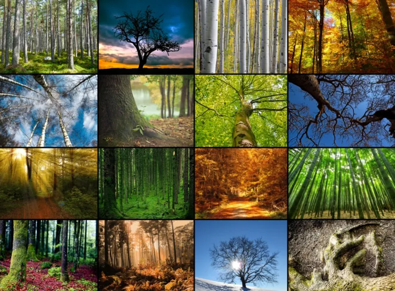 Collage - Arbres