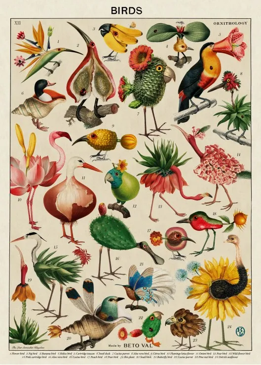 Birds by Beto Val
