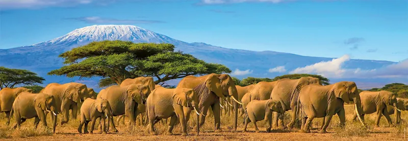 Puzzle Panoramique - Troupeau d'Éléphants