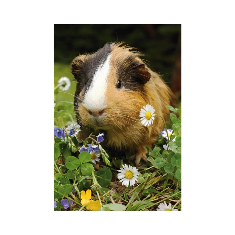Mini-puzzle Cochon d'Inde