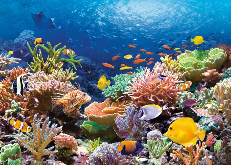 Récif de Corail
