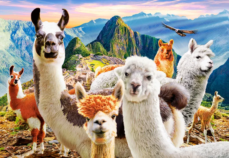 Selfie de Lamas
