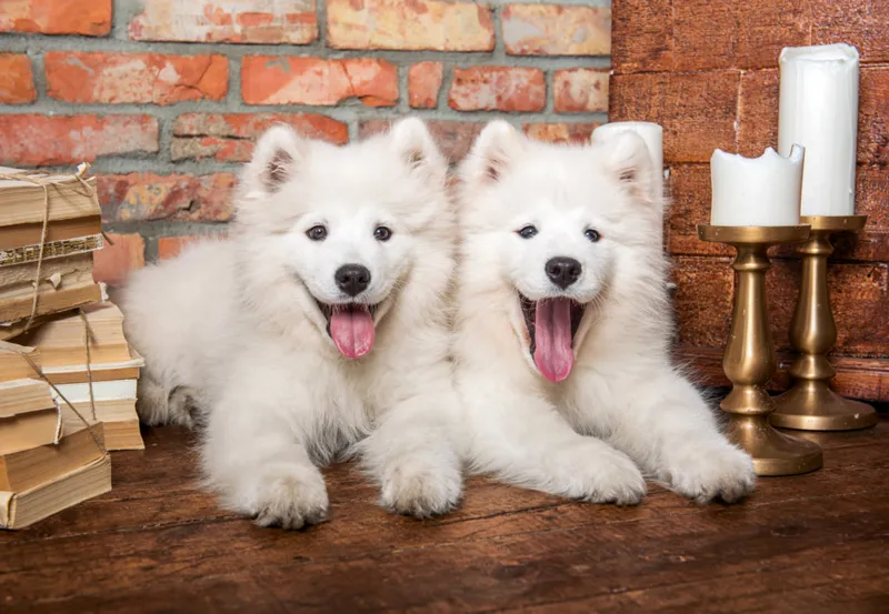 Les Chiots Samoyèdes Disent Bonjour