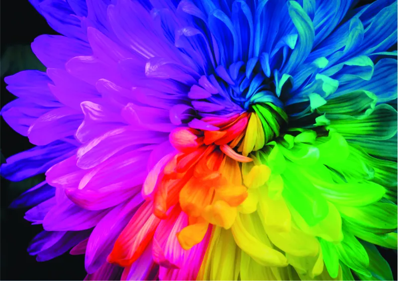 Rainbow Flower