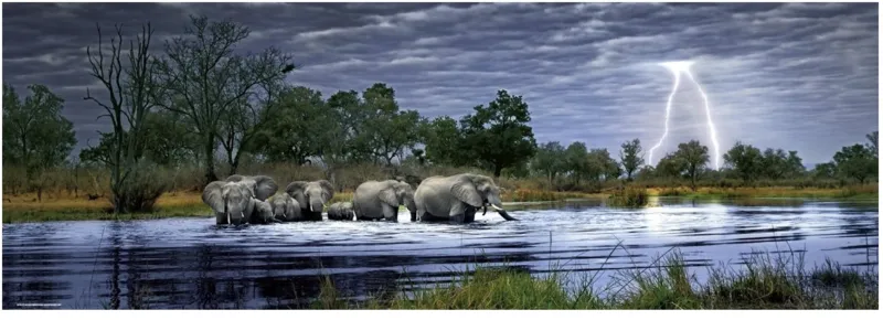 Alex Bernasconi : Troupeau d'éléphants