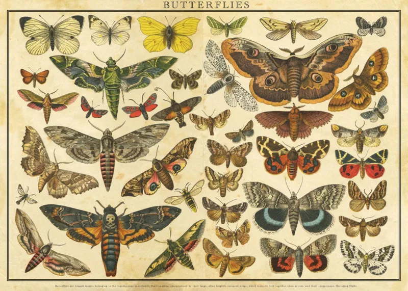 Vintage Nature - Papillons