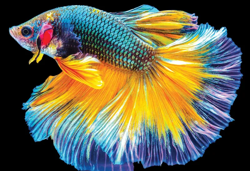 Nature Colorée - Poisson