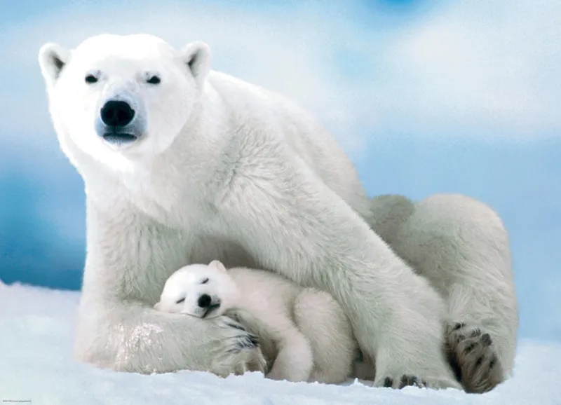 Ours Polaire et son ourson