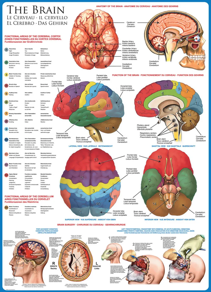 Le cerveau