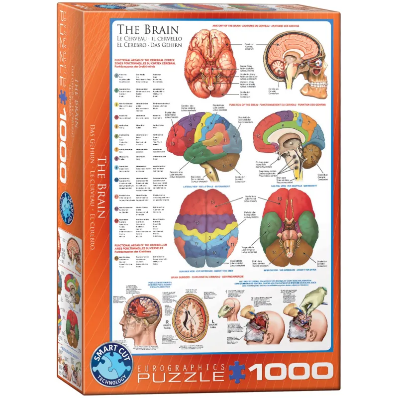 Le cerveau